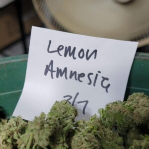 Kjøp Amnesia Haze Cannabis mot angst i Norge